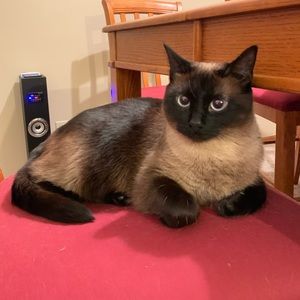 Meet your Posher, Carrie